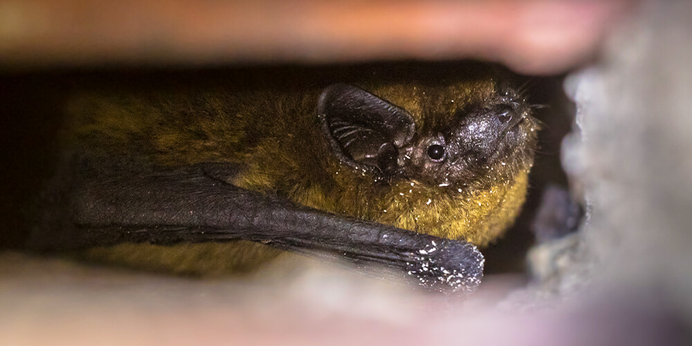wilson-whats-really-scary-about-bats-08