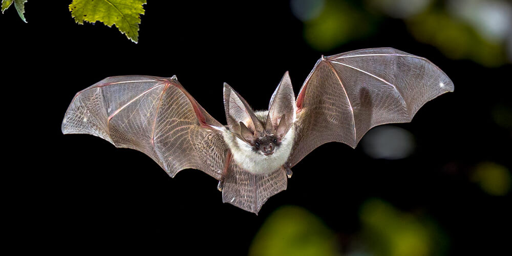 wilson-whats-really-scary-about-bats-09
