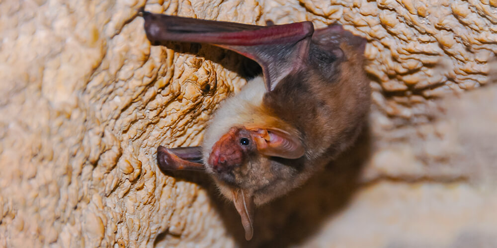 wilson-whats-really-scary-about-bats-10