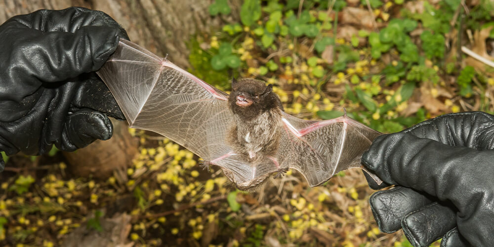 wilson-whats-really-scary-about-bats-11