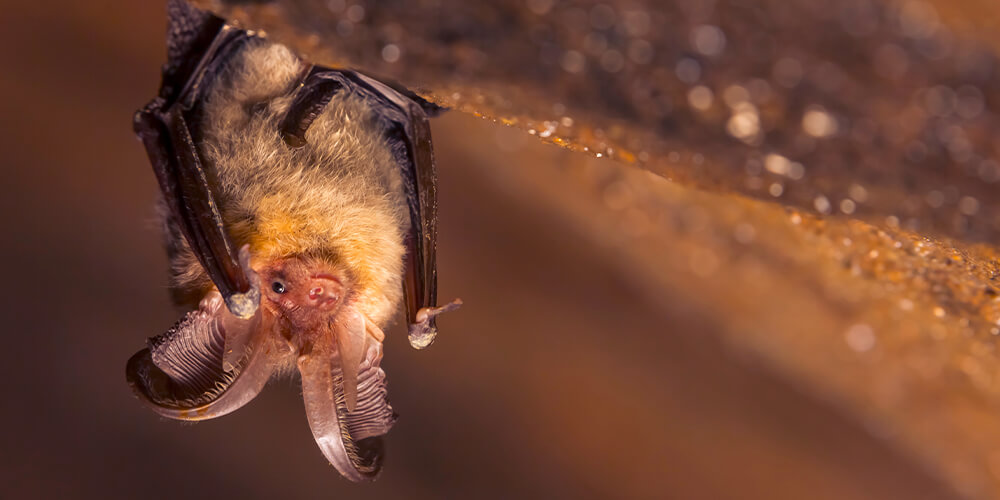 wilson-whats-really-scary-about-bats-12