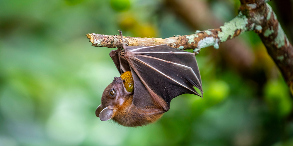 wilson-whats-really-scary-about-bats-14