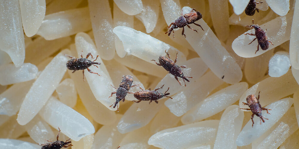 Rice weevils hide and feed in white rice.