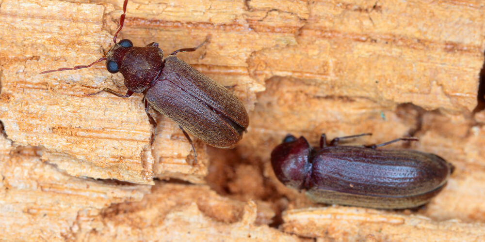 Two insects that live in the firewood in the house.. 