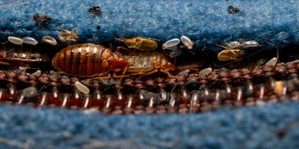 Bed bugs multiply in the seams of a mattress or garment.