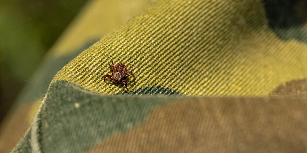 An adult tick attached to an outdoor garment.