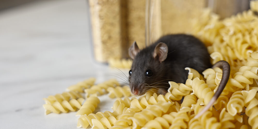 A grey rat is feeding on pasta in the pantry of the house.