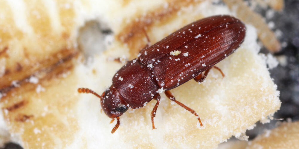 A flour beetle feeds on food items in the pantry.