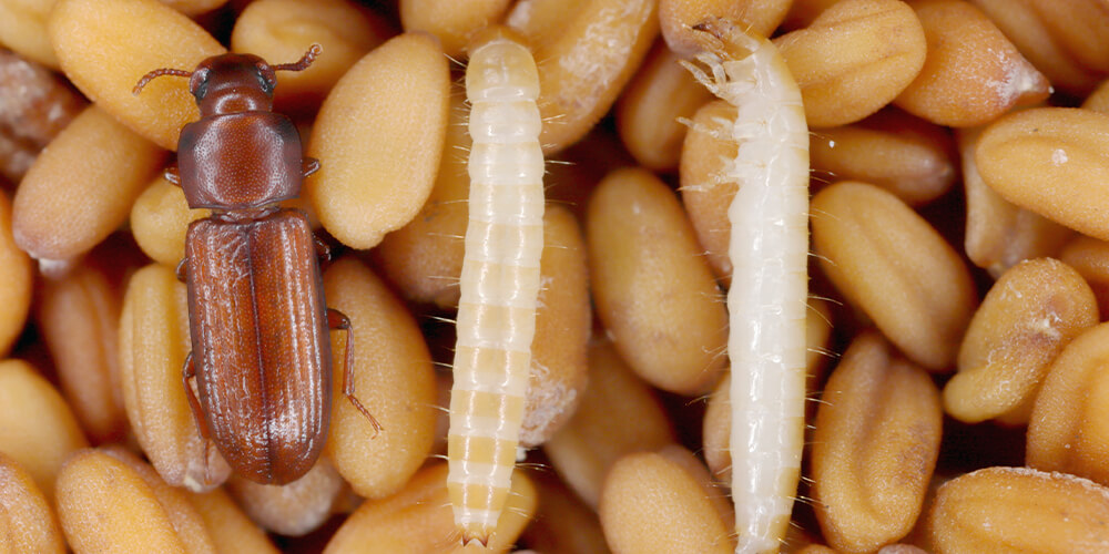 The phases of the flour beetle's life cycle in the larval and adult insect stages.