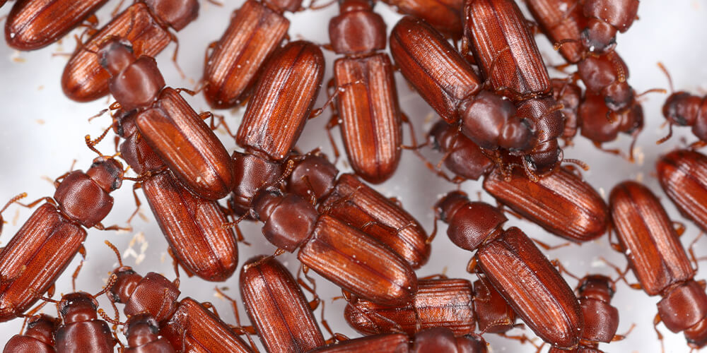 Insects in flour, flour beetle infestation.