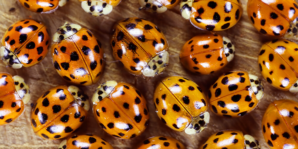 wilson-insects-in-your-home-this-winter-01