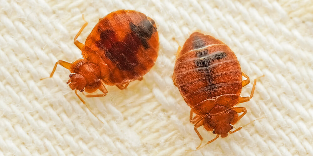 wilson-insects-in-your-home-this-winter-02