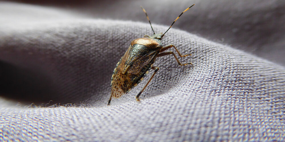 wilson-insects-in-your-home-this-winter-03