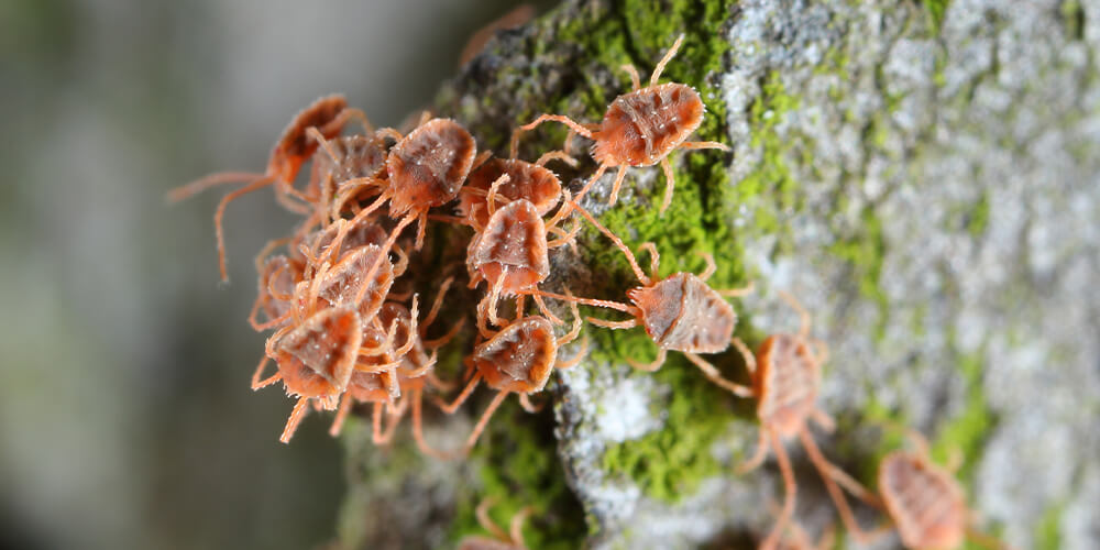 wilson-insects-in-your-home-this-winter-04