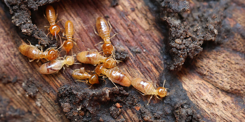 wilson-insects-in-your-home-this-winter-05
