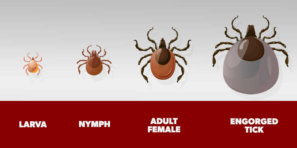 Illustration of the different stages of tick development, from larva to adult, plus an image of a tick engorged with blood.