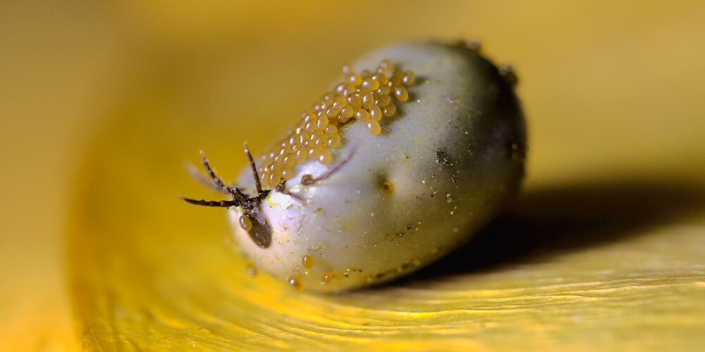 A tick laying its eggs after feeding on blood.