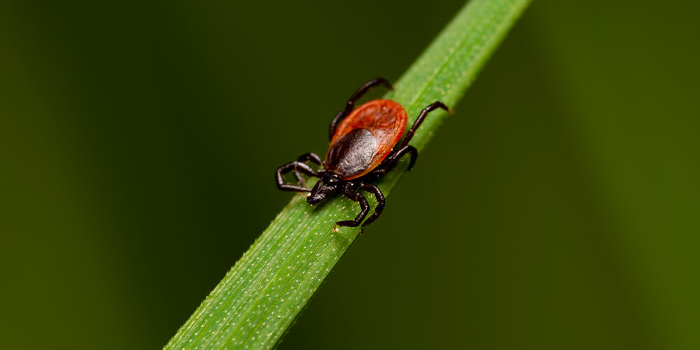 A tiny adult tick on a bin of grass in the wild.