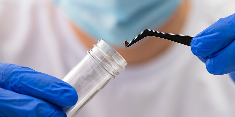Laboratory analysis of a tick trapped in a vial.
