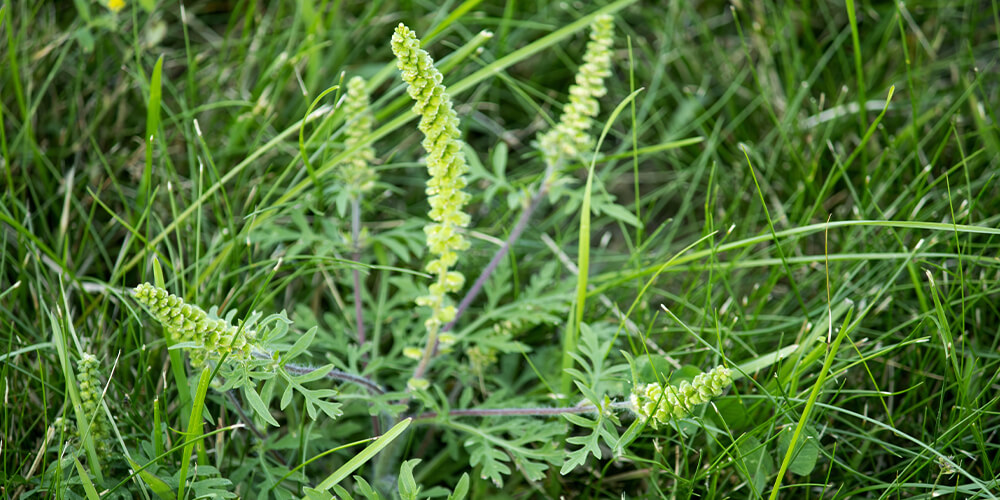 wilson-a-chaque-probleme-de-mauvaises-herbes-sa-solution-04