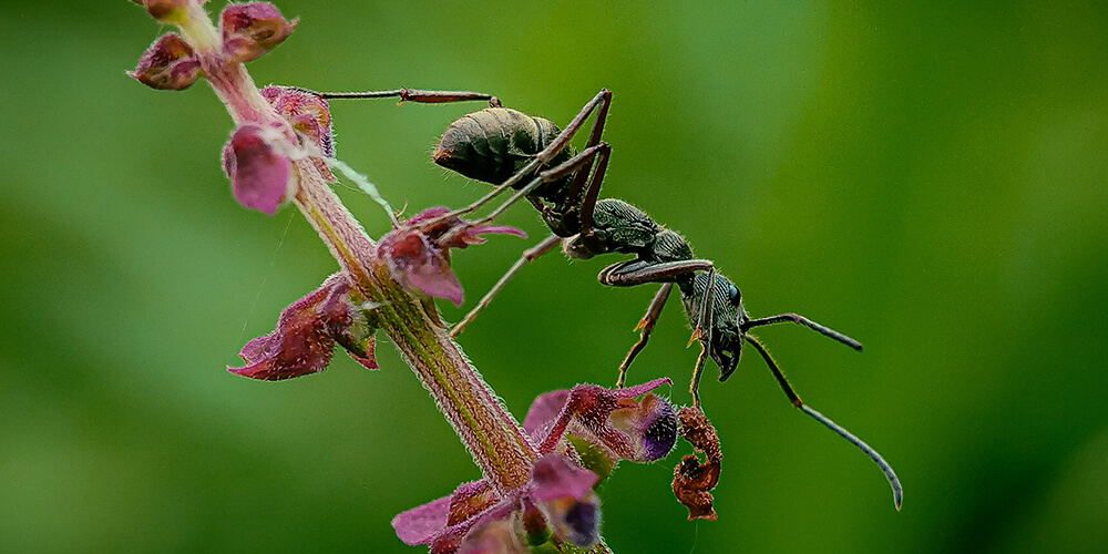 wilson-carpenter-ants-identification-signs-get-rid-03