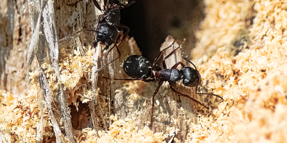 wilson-carpenter-ants-identification-signs-get-rid-04