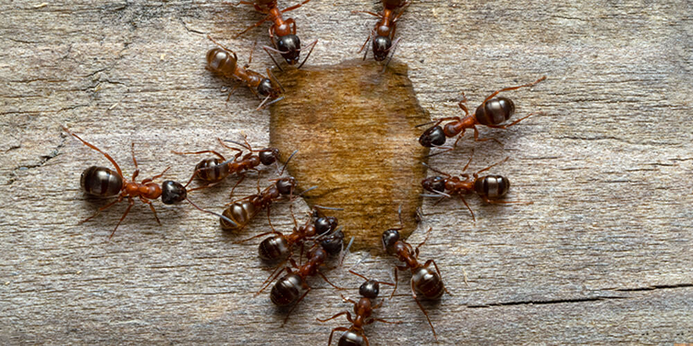 wilson-carpenter-ants-identification-signs-get-rid-06