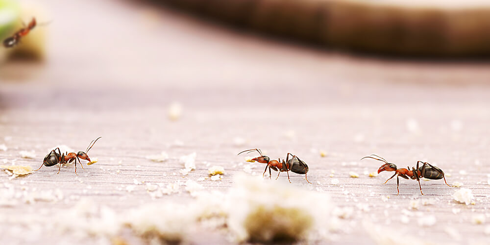 wilson-comment-se-debarrasser-des-fourmis-a-l-interieur-03