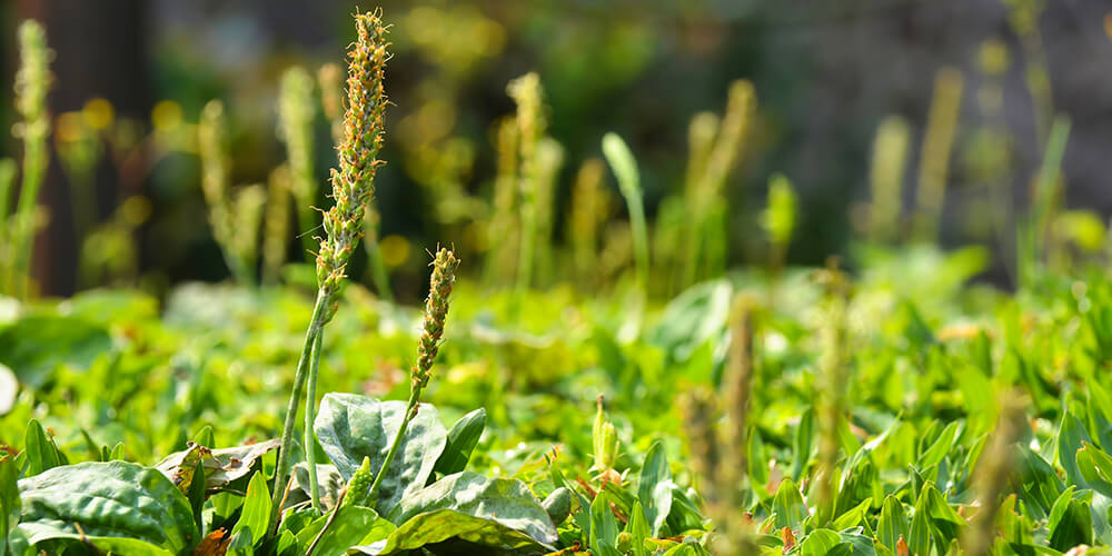 wilson-identifying-and-fighting-common-weeds-01
