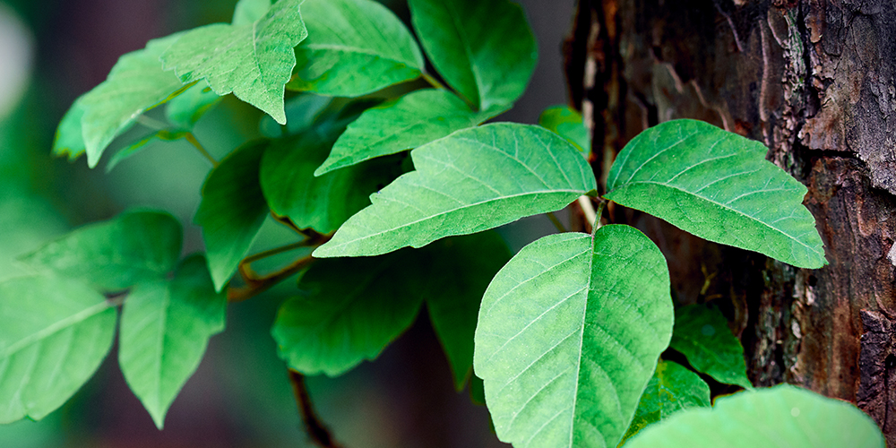 wilson-identifying-and-fighting-common-weeds-02