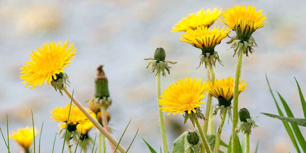 wilson-identifying-and-fighting-common-weeds-03