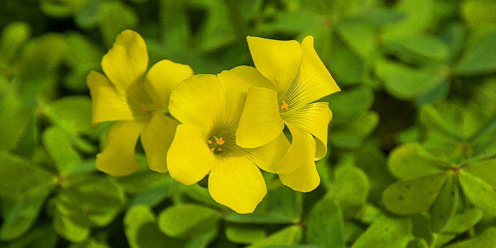 wilson-identifying-and-fighting-common-weeds-04