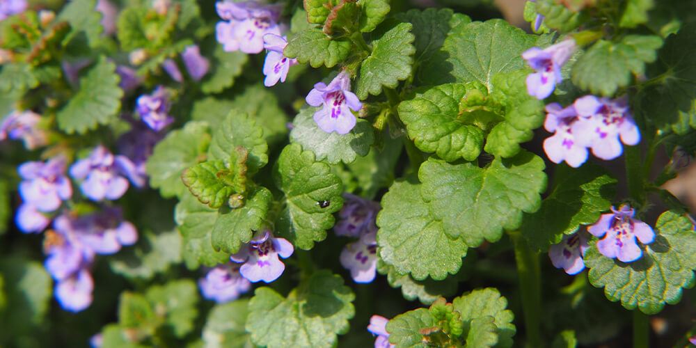 wilson-identifying-and-fighting-common-weeds-05