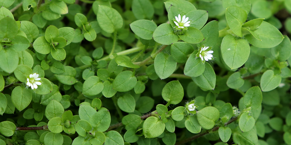 wilson-identifying-and-fighting-common-weeds-06