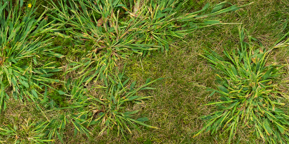 wilson-identifying-and-fighting-common-weeds-07