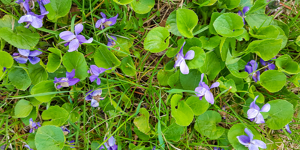 wilson-identifying-and-fighting-common-weeds-08