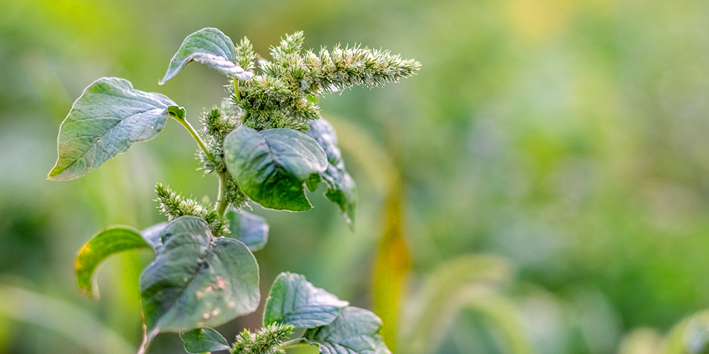 wilson-identifying-and-fighting-common-weeds-09