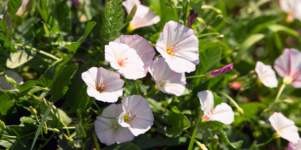 wilson-identifying-and-fighting-common-weeds-10