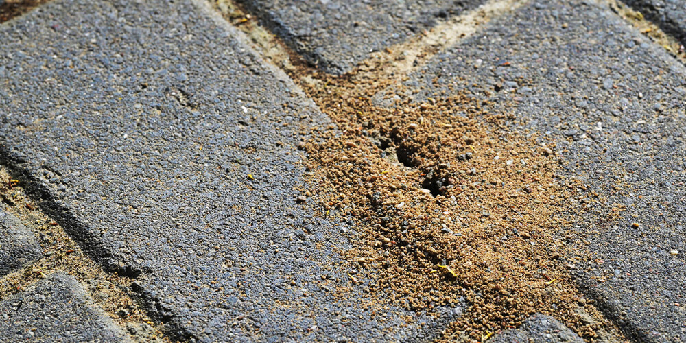 wilson-pavement-ants-control-03
