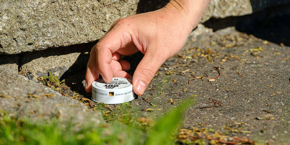 wilson-pavement-ants-control-06