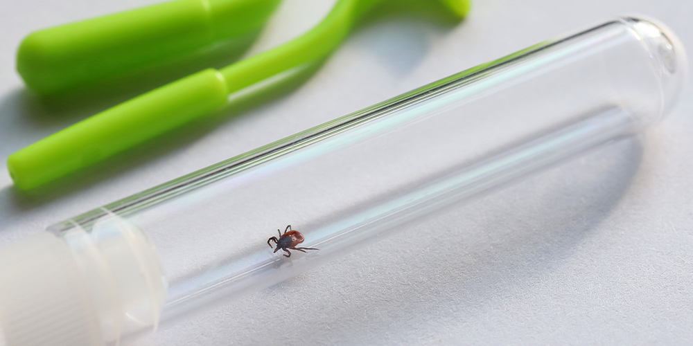 wilson-how-to-identify-and-remove-a-tick-05