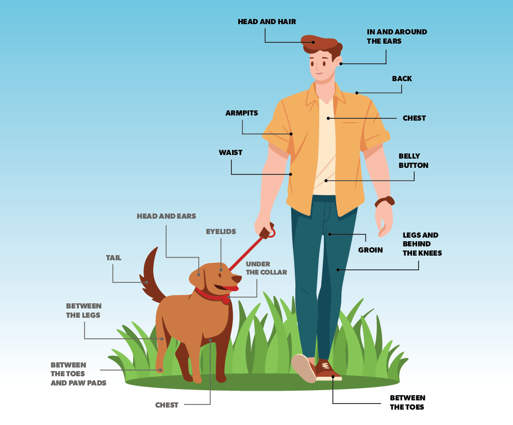 wilson-how-to-identify-and-remove-a-tick-06-En