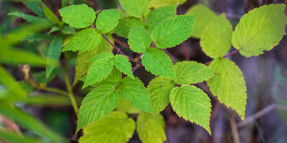 wilson-how-to-identify-and-remove-poison-ivy-01