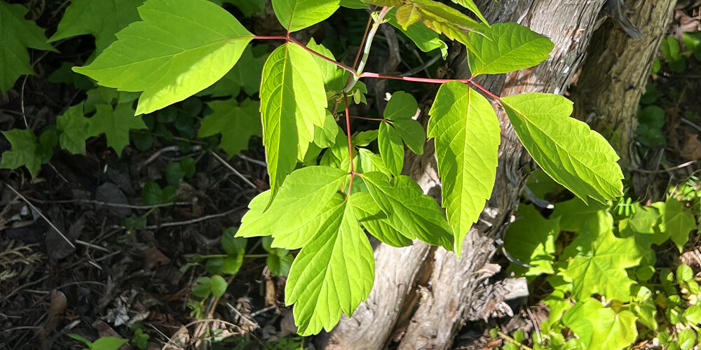 wilson-how-to-identify-and-remove-poison-ivy-03