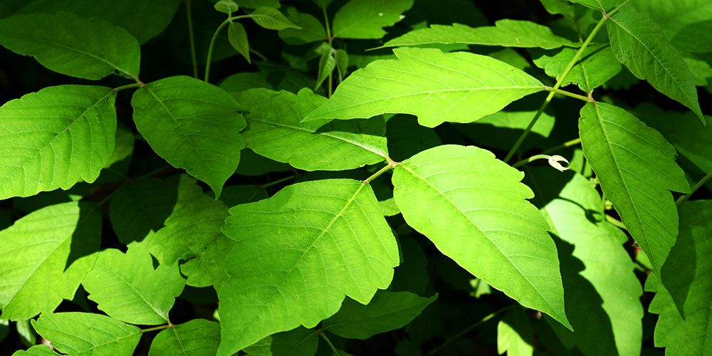 wilson-how-to-identify-and-remove-poison-ivy-03