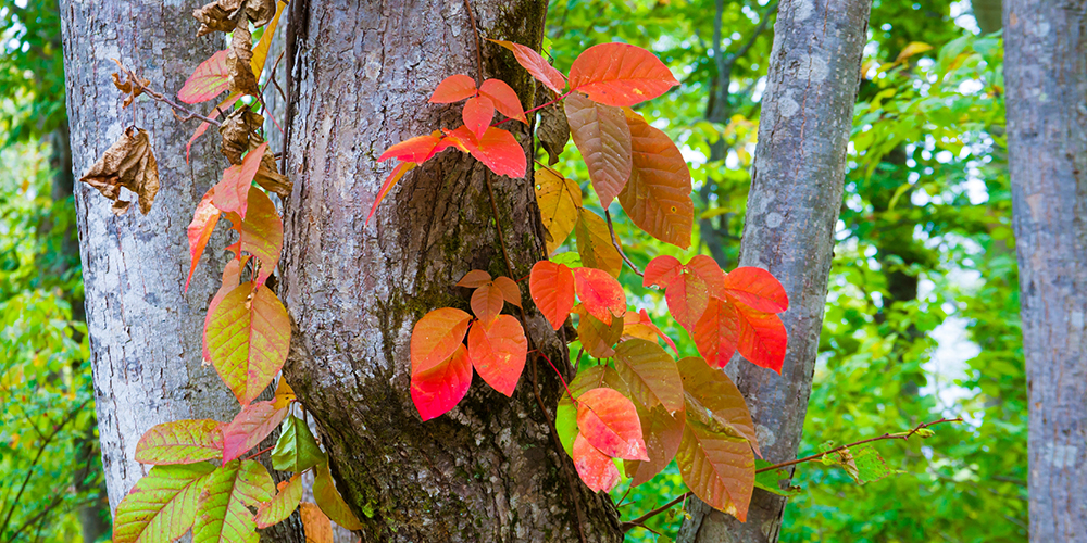 wilson-how-to-identify-and-remove-poison-ivy-08