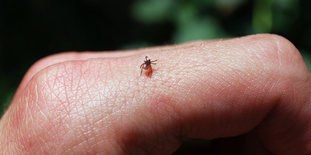 wilson-protect-family-pets-from-ticks-03