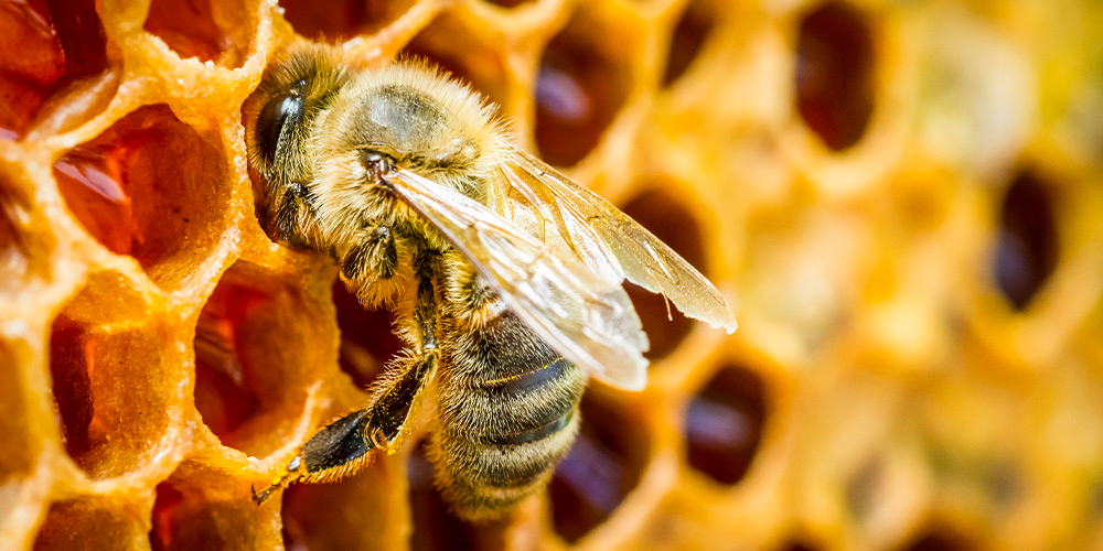 wilson-wasp-nests-02