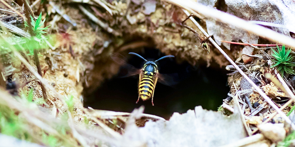 wilson-wasp-nests-04