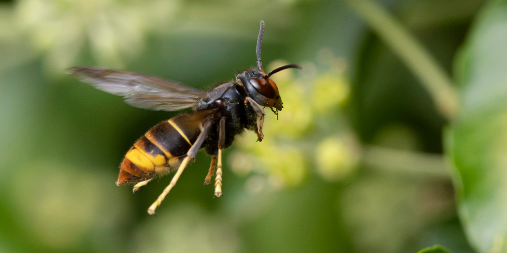 wilson-wasp-nests-05